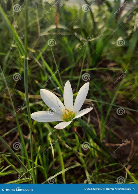 Rain Lily or Zephyrlily or Fairy Lily or Magic Lily or Atamasco Lily or