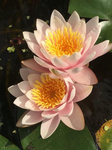 Water Lilies And Bory Latour Marliac The Genius B 6