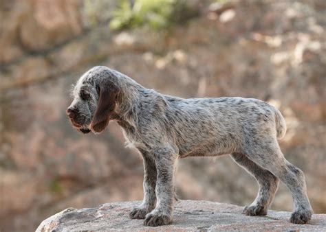 Italian Spinone Dog Breed & Adoption Information | Petfinder