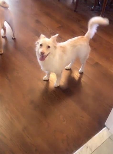 Il cane sordo impazzisce di felicità quando gli dicono con il