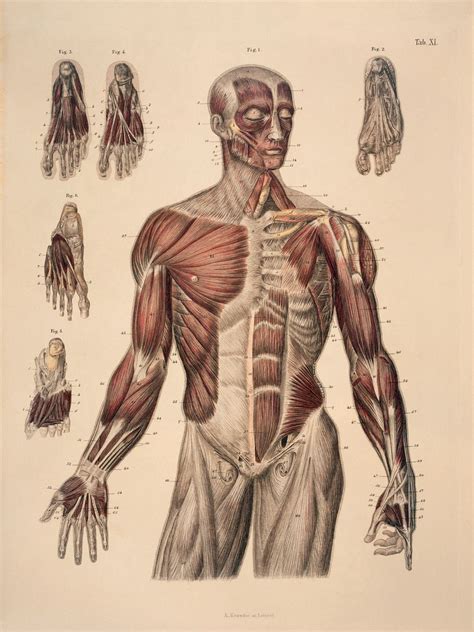 human male anatomy  picture  male human anatomy human male