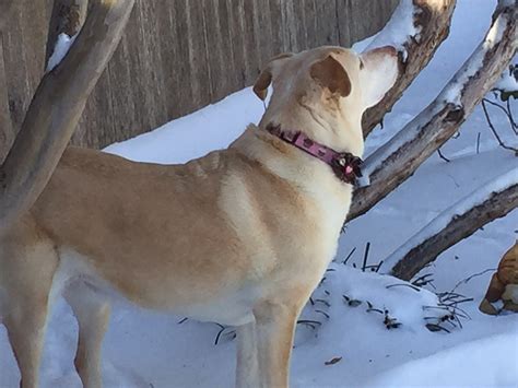 Hannah’s Love for Fluff | CoffeeGrounded's Blog