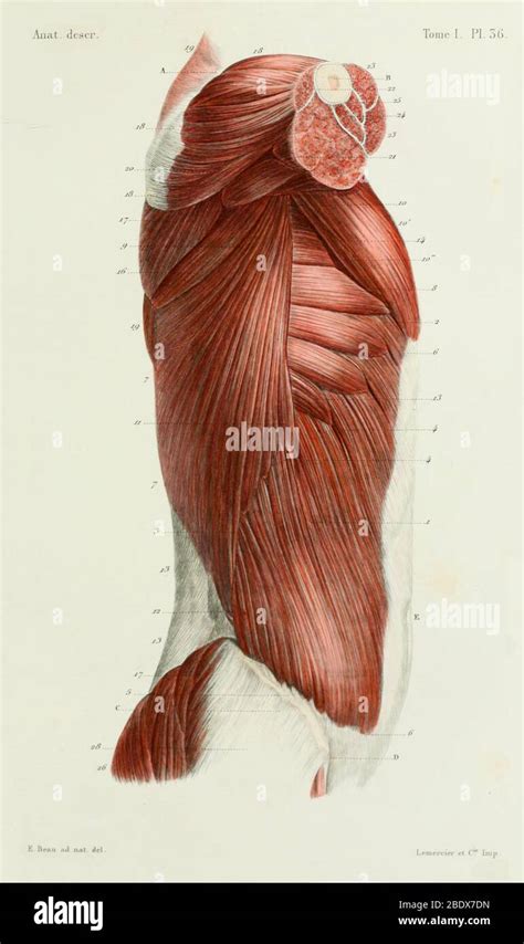 torso muscles side view  muscles   trunk human anatomy