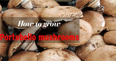 Amazing tips to grow the best Portobello mushrooms - Gardening Wizards