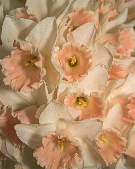 Fresh Spring Daffodils Posy Light and Bright. Pink Narcissus Flower ...