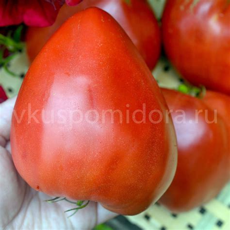 Купить семена томата Знаменитая клубника миссис Шлаубах