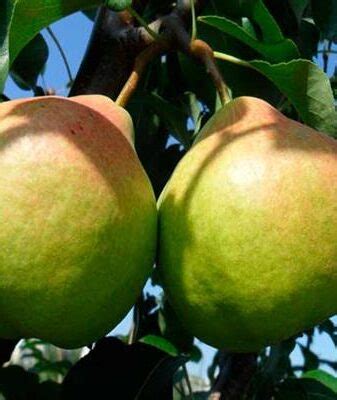 Груша Талгарская красавица: реальные отзывы, подробное описание