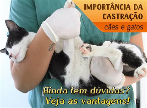 O Que Significa Castrar - Tem dúvidas sobre castrar o pet? Veja vantagens do procedimento