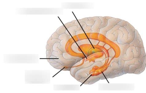 Parts of the Limbic System Diagram | Quizlet