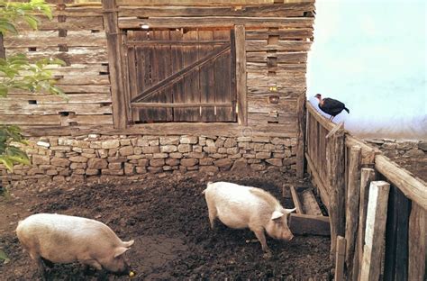 свиньи 2 стоковое фото. изображение насчитывающей - 96761150