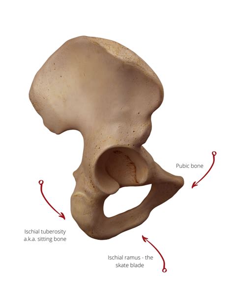 Ischial Ramus