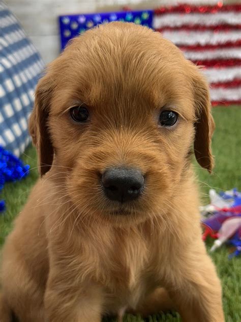 Goldendoodle & Golden Retriever Puppies for Sale in Phoenix