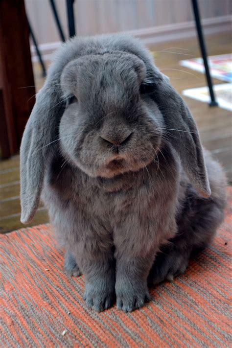 Types Of Fluffy Bunnies at James Ivery blog