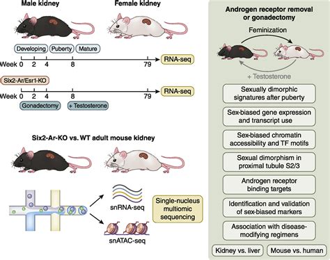 Multimodal characterization of sexual dimorphism in the mammalian ...