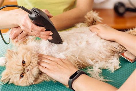 deal  matted cat fur  options explored