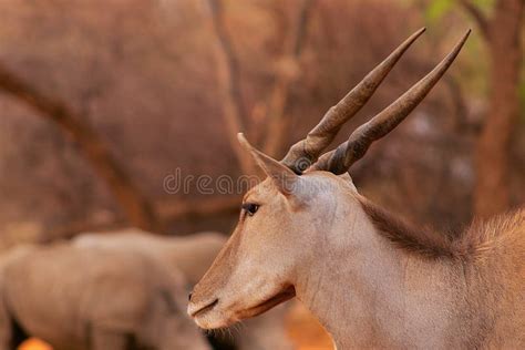 Beautiful Images of African Largest Antelope. Stock Image - Image of ...