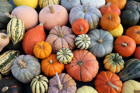 Best Heirloom Pumpkin Varieties - Grit