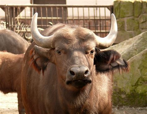 buffalo  stock photo public domain pictures