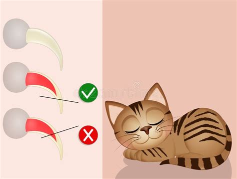 Illustration of How To Cut a Cat`s Nails Stock Illustration ...