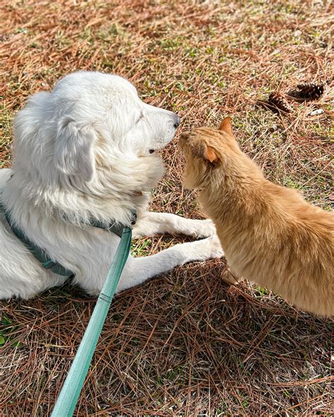 Lake Oconee Humane Society | Greensboro GA