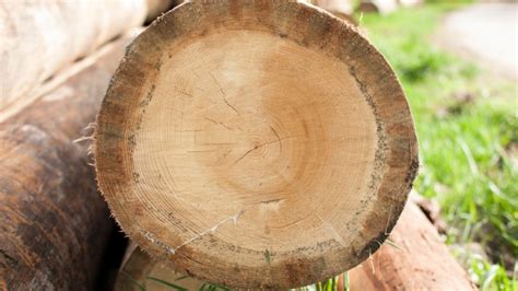 importance  tree rings  climate history
