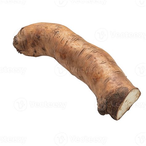 Fresh horseradish root with earthy texture and unique shape, perfect