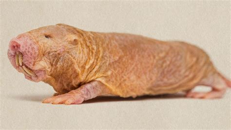 mole rat  naked mole rats age ruwq