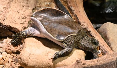 Tortuga the Spiny Soft-shelled Turtle | Hickory Knolls Discovery Center