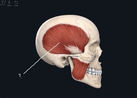 Muscles of Mastication Flashcards | Quizlet