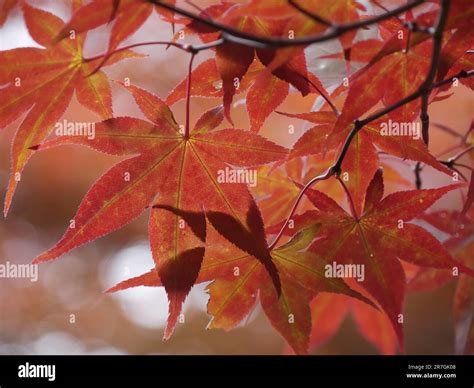 Red fall folliage of maple tree leaves in japan Stock Photo - Alamy