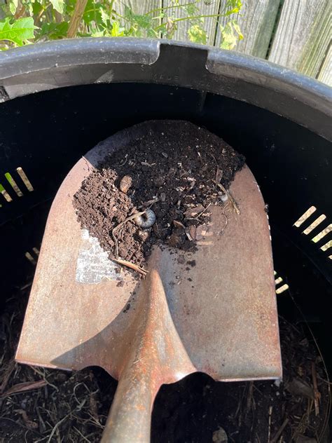 Big grubs? Are they normal? : r/composting