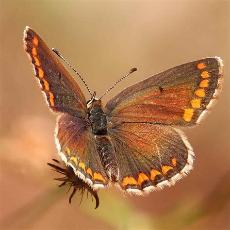 Brown Butterfly Meaning And Symbolism (2023) • Colors Explained