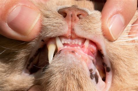 Protect Your Cat’s Smile: Understanding and Managing Resorptive Lesions