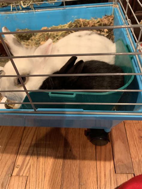 These two hit it off right away. : r/Bunnies