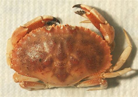 Jonah crab - Alchetron, The Free Social Encyclopedia