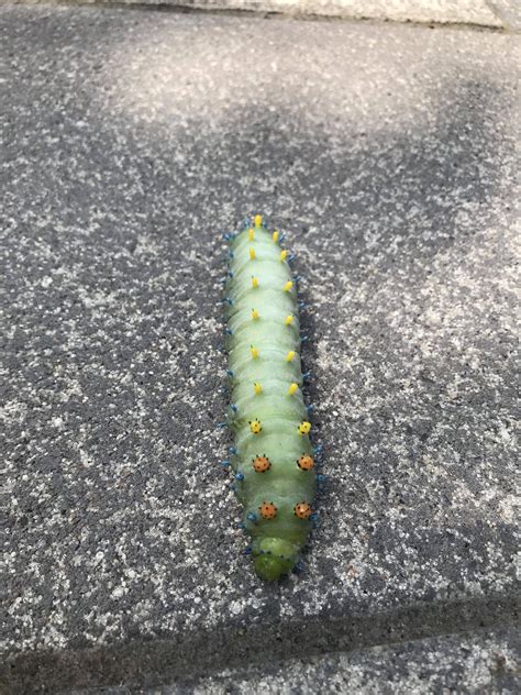 The Cecropia Moth Caterpillar looks like a ladybug bus : r