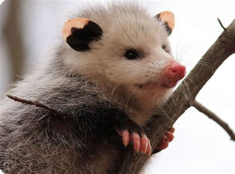 Опоссумы | Awesome possum, Opossum, Cute animals