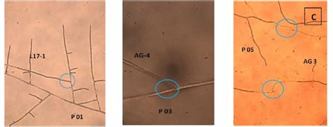 hyphal anastomosis interactions   solani isolates