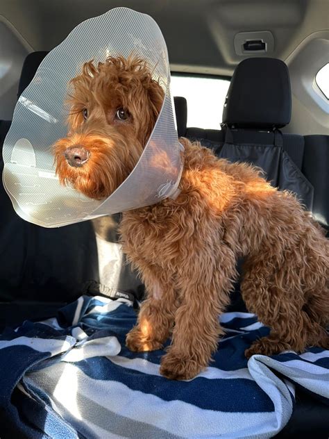The look of betrayal after getting neutered : r/DOG