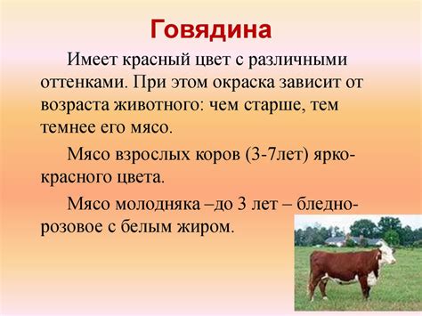 Виды мяса и мясных продуктов. Технология приготовления блюд из мяса ...