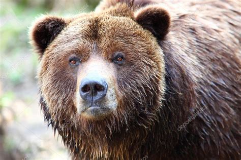 Hnědý medvěd grizzly — Stock fotografie #1880940