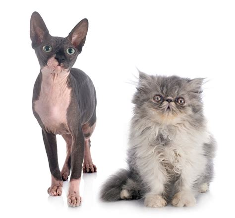 Premium Photo | Naked sphinx and persian cat