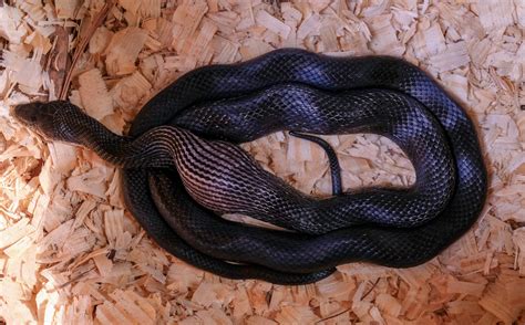 Identifying Common Snakes in Chicken Coops - Murray McMurray Hatchery Blog