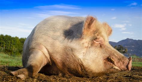 signs  pig  pregnant farmhouse guide