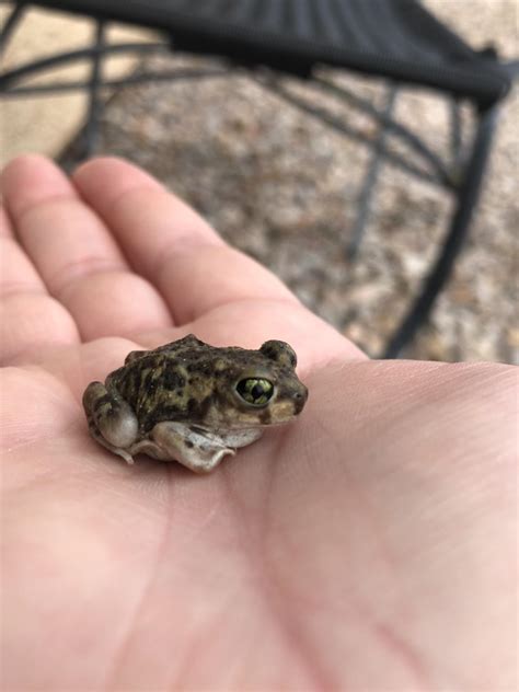 Help identify? Found after heavy monsoon rain in southern AZ. Hoping