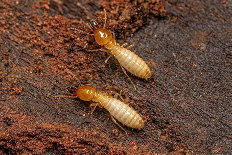 subterranean termites | Northwest Exterminating