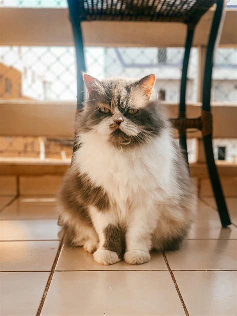 Flat-Face Persian Cat (Peke): Personality, Health, Price & Pics
