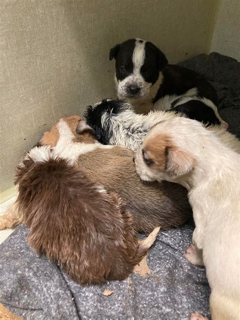 Pet Pounds Near Me capacity impacts local animal rescue efforts 39