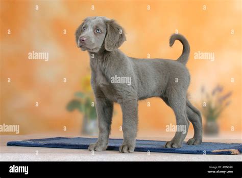 Long Haired Weimaraner