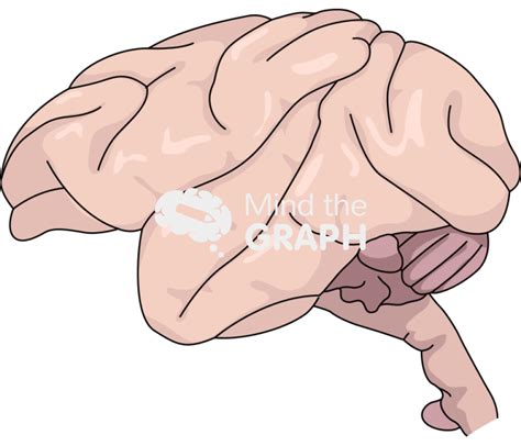 Brain rhesus monkey lateral